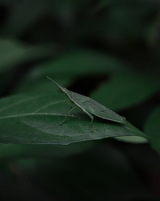 A close-up image of a green lacewing insect perched on a dark green leaf. The lacewing has delicate, translucent wings with fine veining, and its slender body and long antennae are visible. The leaf s