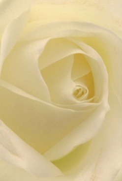 This intimate portrait reveals the essence of a rose-a cascade of ivory petals swirling inward with gentle harmony, expertly assembled by Beckenham's local florists. Each layer is velvety and almost translucent, its soft curves inviting touch and imagination. Natural, diffused light bathes the bloom in creamy, pale lemon tones, illuminating every detail as if lit by the late-morning sun over Kelsey Park Road. There's a sense of tranquility here, reminiscent of quiet celebrations and thoughtful tokens of love or friendship marking milestones in Beckenham. This rose brings timeless elegance, ideal as a subtly powerful centrepiece for anniversaries, heartfelt gestures, or simple brightenings of a home near Beckenham Junction. The close focus draws out the artistry and skill behind every flower-while the nearly tangible floral scent and graceful form bring a sense of comfort, continuity, and refined beauty that defines Beckenham Flowers' quality and care.
